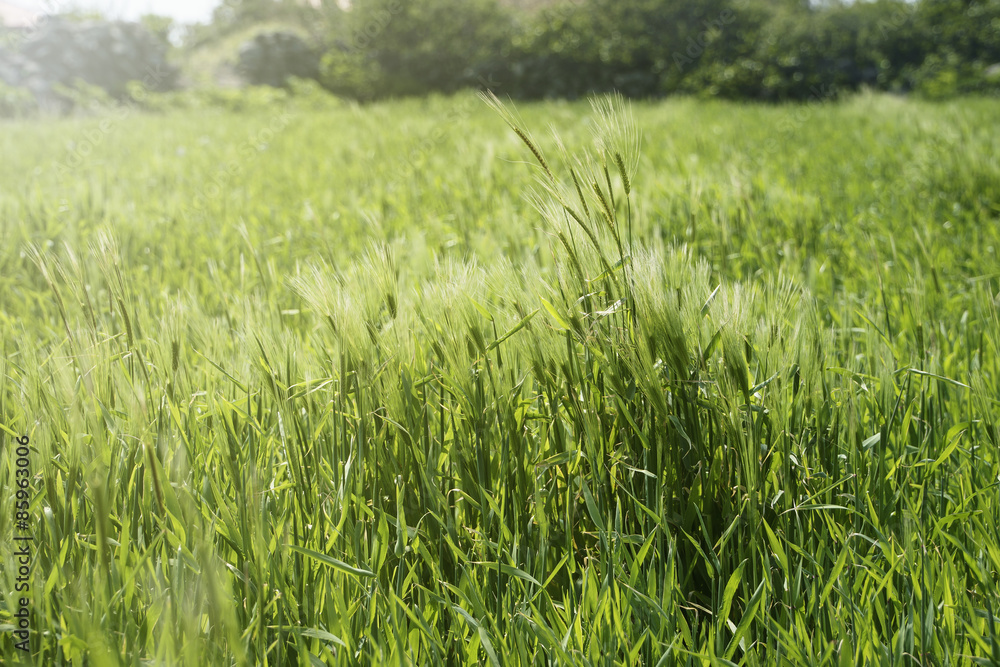 close-up of green barley