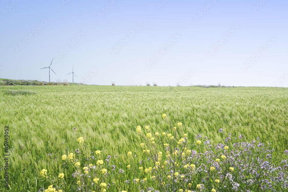 Landscape of green barley field and yellow canola flowers