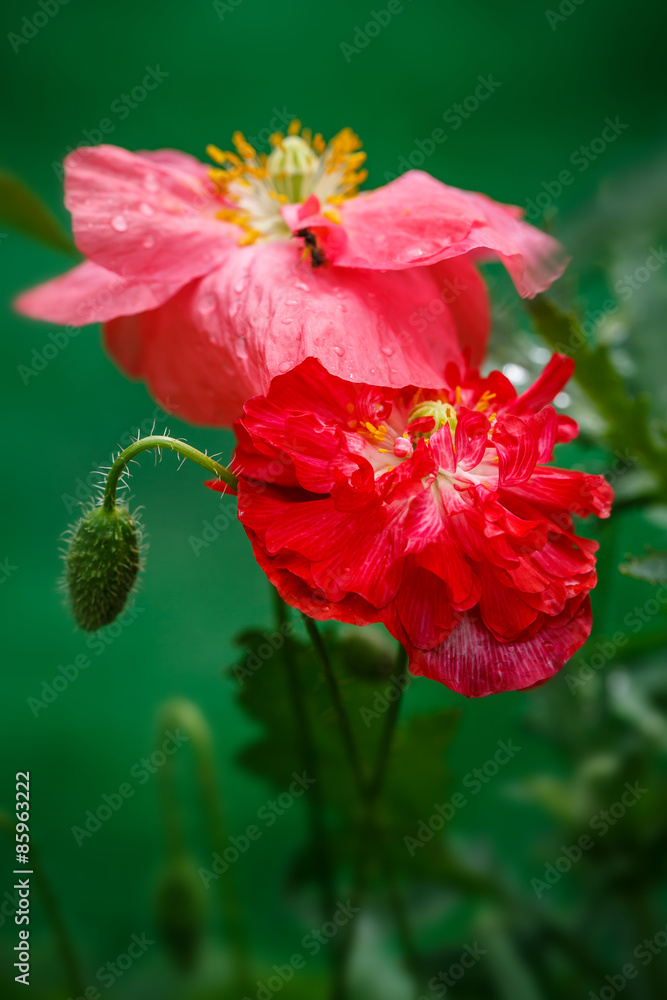 Closeup of the blooming red poppy flowers and poppy buds. Closeup of the blooming red poppy flowers and poppy buds.