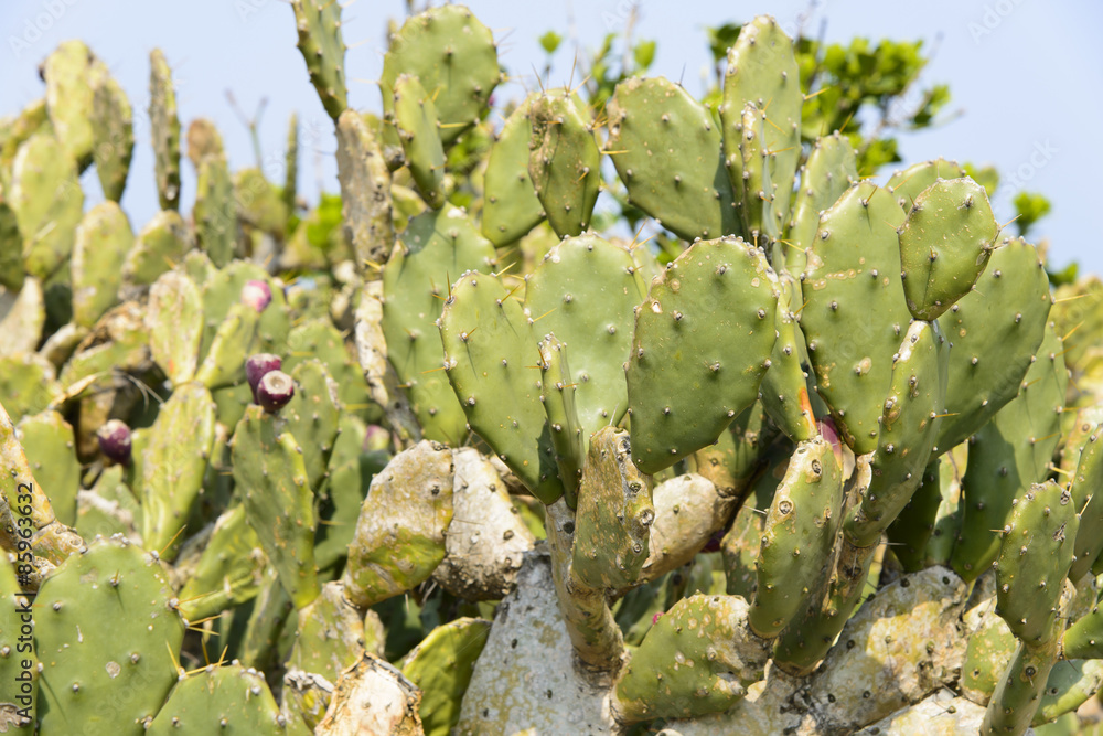 closeup of opuntia closeup of opuntia