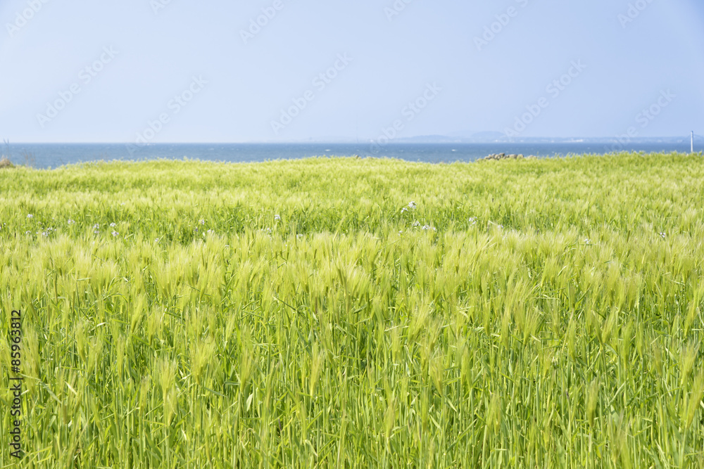 Landscape of green barley field Landscape of green barley field