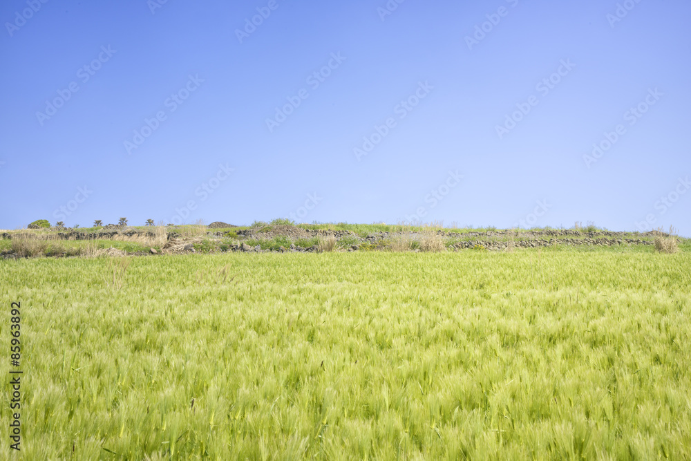 Landscape of green barley field