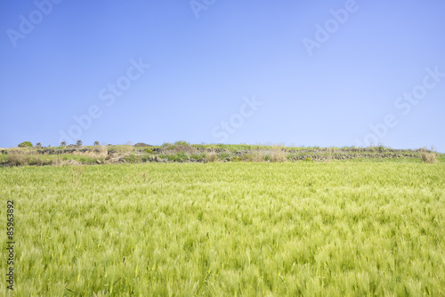 Landscape of green barley field