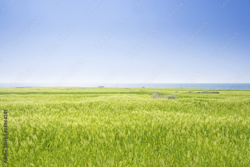 Landscape of green barley field and horizon