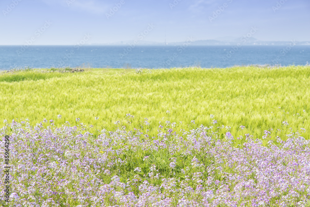 Landscape of green barley field and horizon Landscape of green barley field and horizon