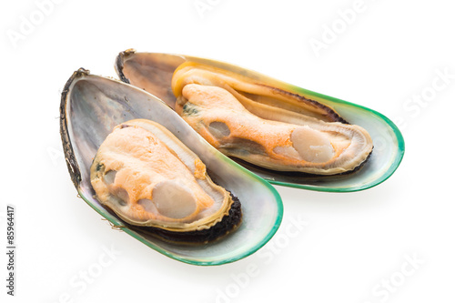 mussel isolated