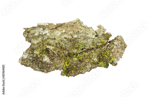 Tree bark with moss isolated on white background
