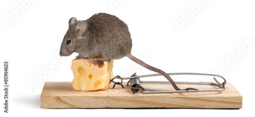 Risk, Mousetrap, Mouse.