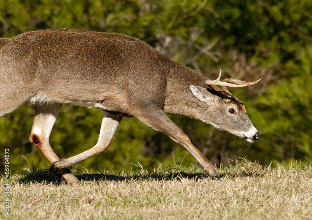 Male White tailed buck with horns pointed and ears down ready to fight. Male White tailed buck with horns pointed and ears down ready to fight.