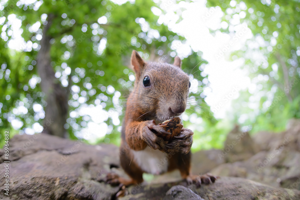 胡桃を食べるエゾリス 胡桃を食べるエゾリス