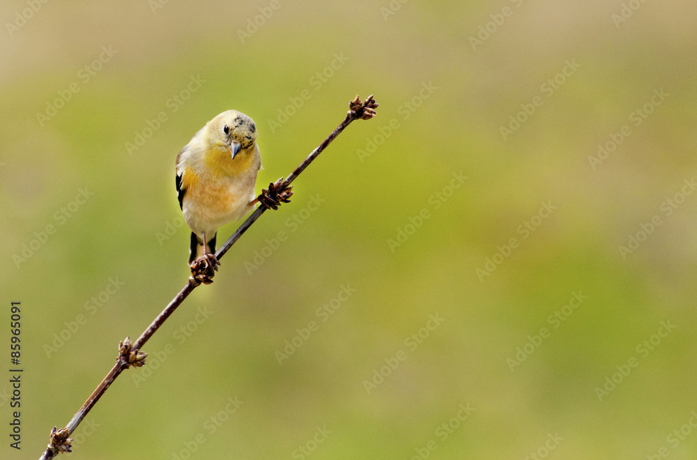 Obraz premium American Goldfinch perching on a small twig. 