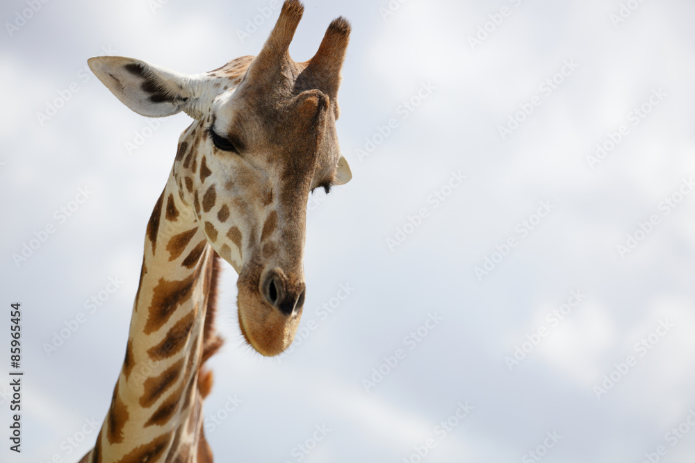 Fototapeta premium Headshot of a giraffe