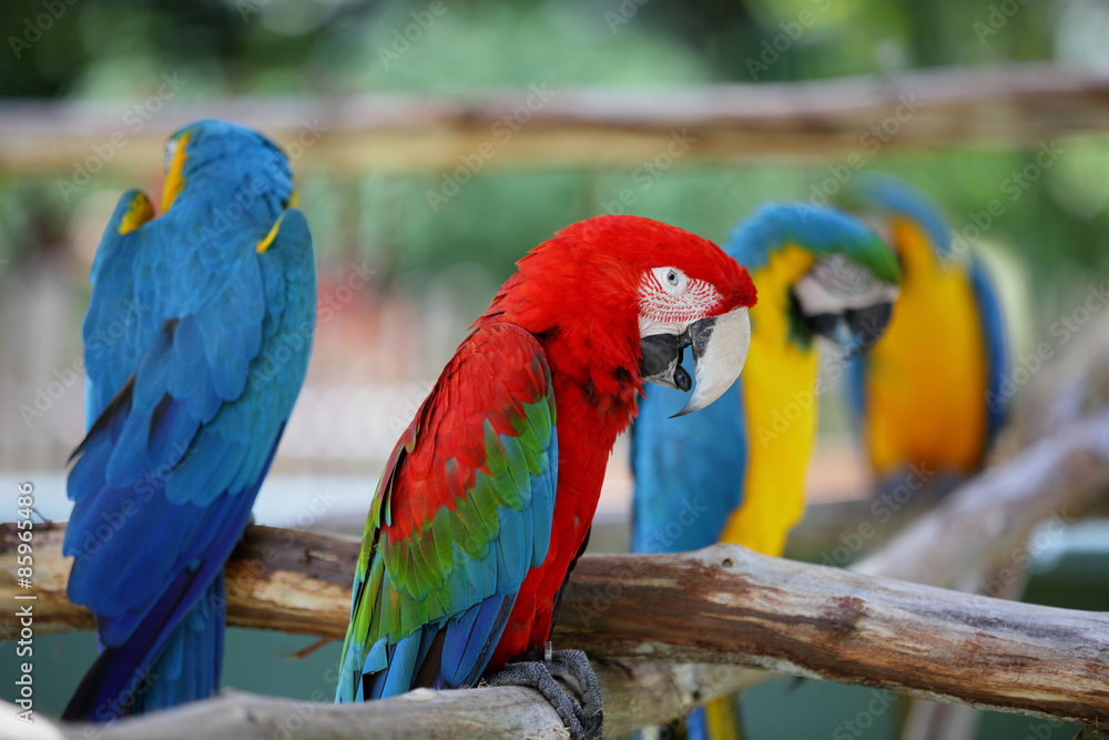 Parrots in the jungle