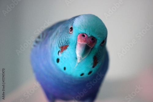Fototapeta Ice blue male parakeet close up stock photo