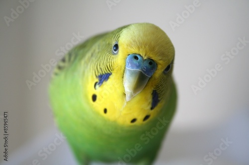 Green and yellow male parakeet close up stock photo