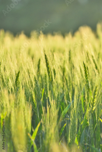 若い小麦」 © ktktmik