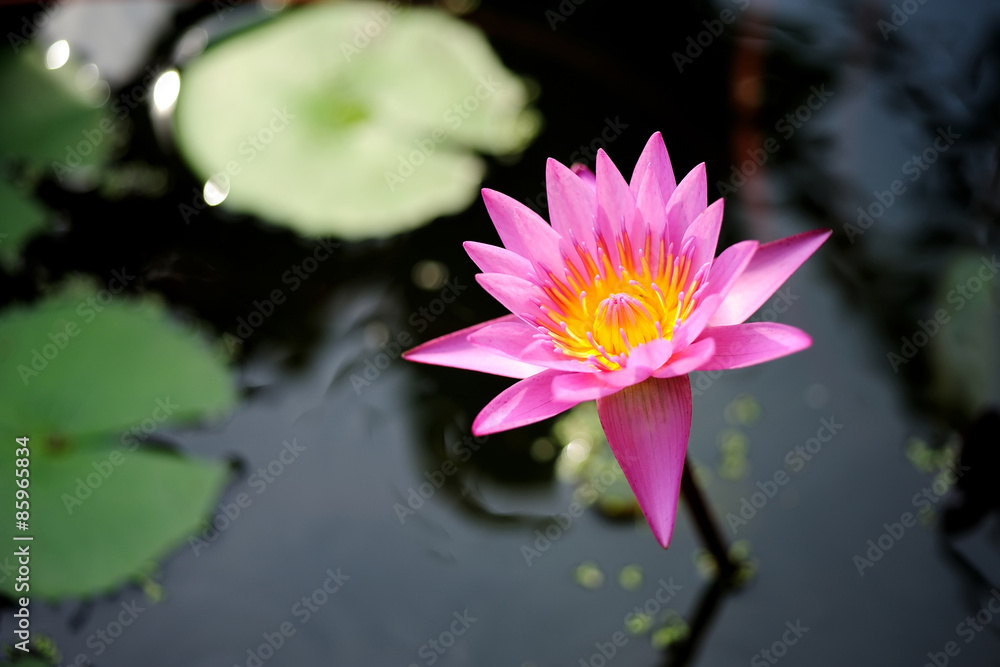 Pink water lily Pink water lily