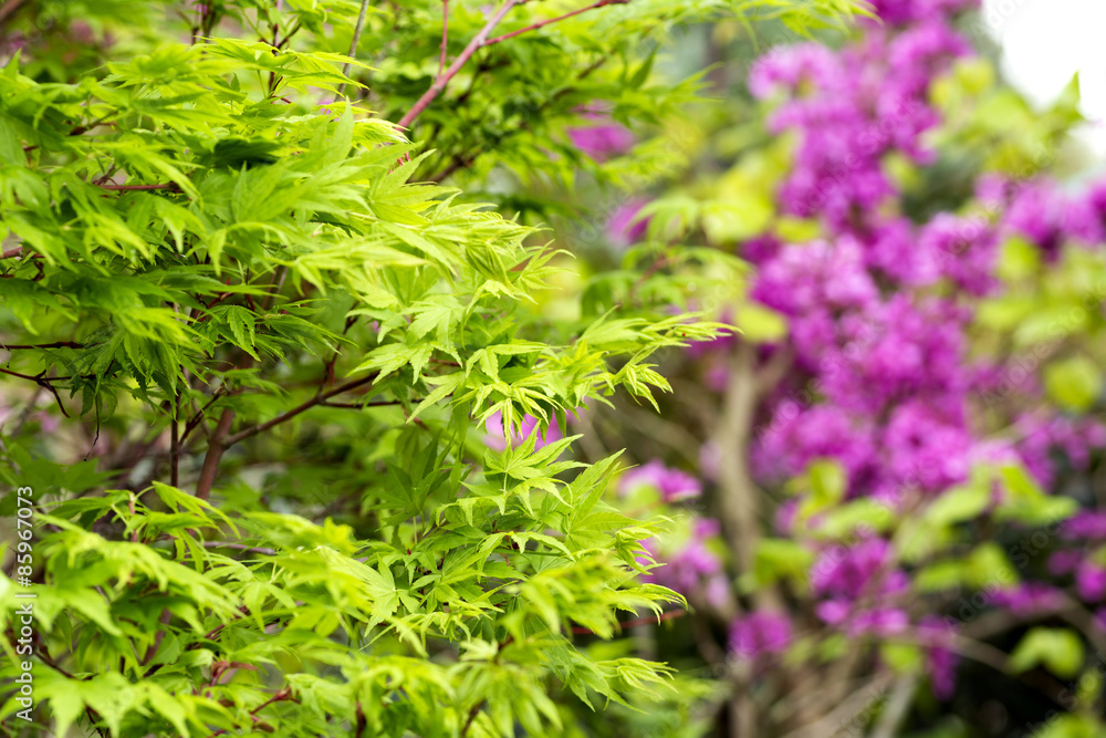 赤紫の花をバックにカエデの新緑 赤紫の花をバックにカエデの新緑