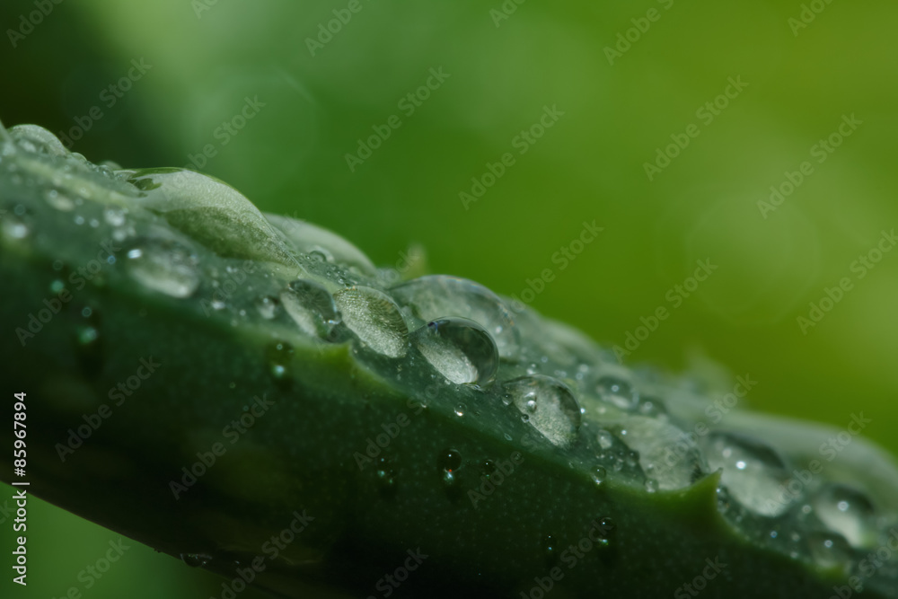 Drops of water on leaf stalk Drops of water on leaf stalk