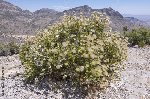 Apache plume in bloom in desert