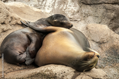 Couple of sea lions hugging affectionatly