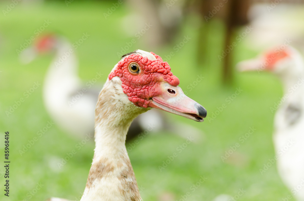 Close up of the duck Close up of the duck