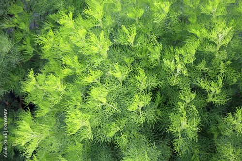 Delicate, green Artemisia abrotanum as hedge in rustic, country garden. photo
