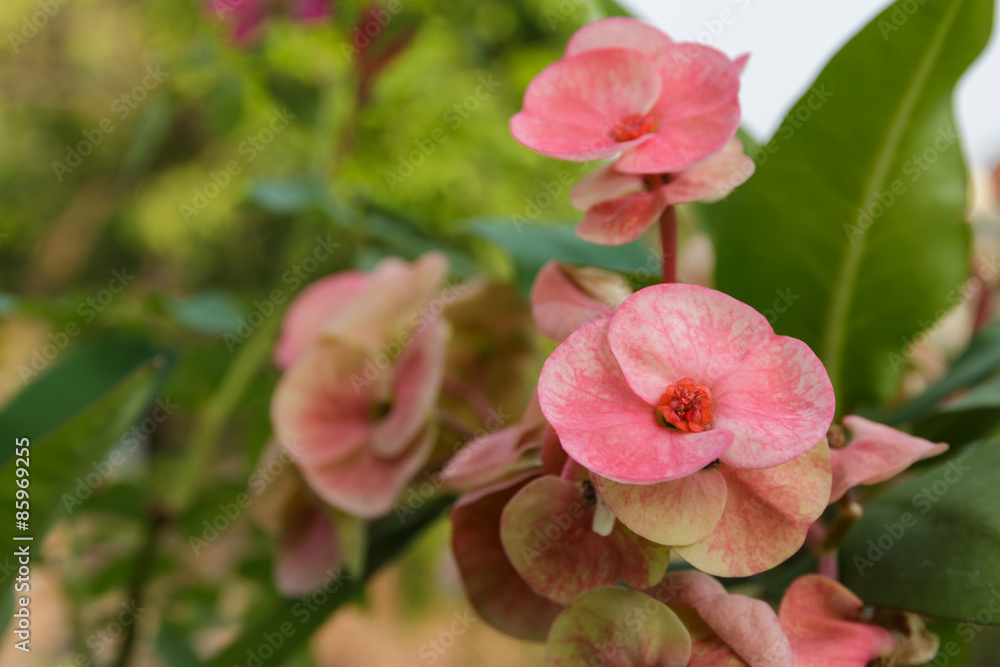 pink, crown of thorns flowers, euphorbia milli desmoul pink, crown of thorns flowers, euphorbia milli desmoul