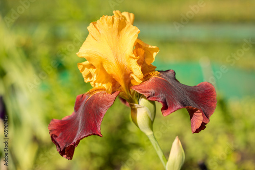 beautiful rare color red and yellow iris in the garden