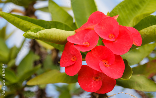 red, crown of thorns flowers, euphorbia milli desmoul photo