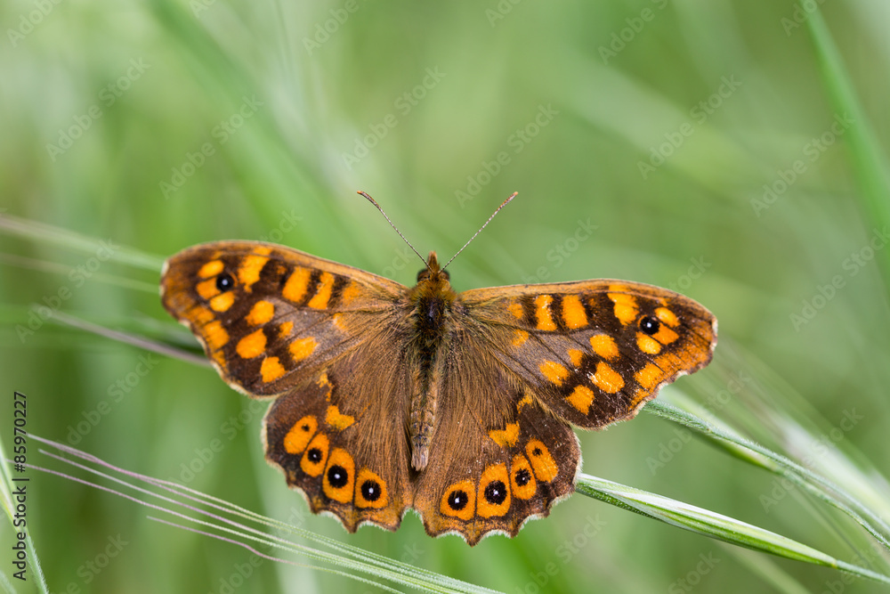 Mariposa Mariposa