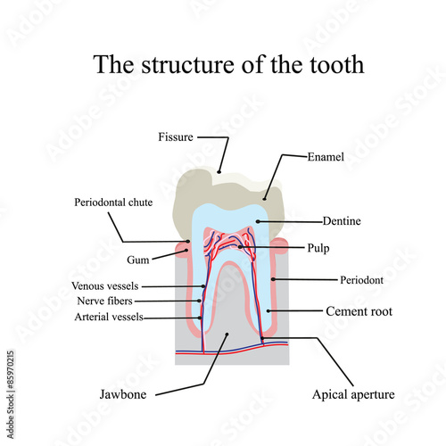 The anatomical structure of the tooth on an isolated background