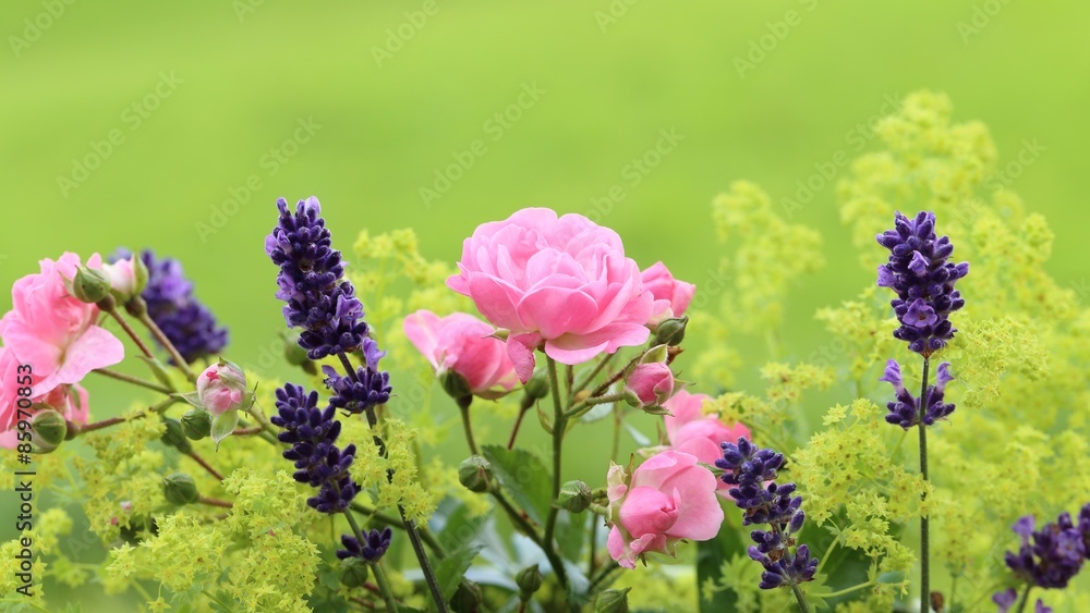 Obraz premium Blumenbeet mit Zwergrosen, Lavendel und Frauenmantel