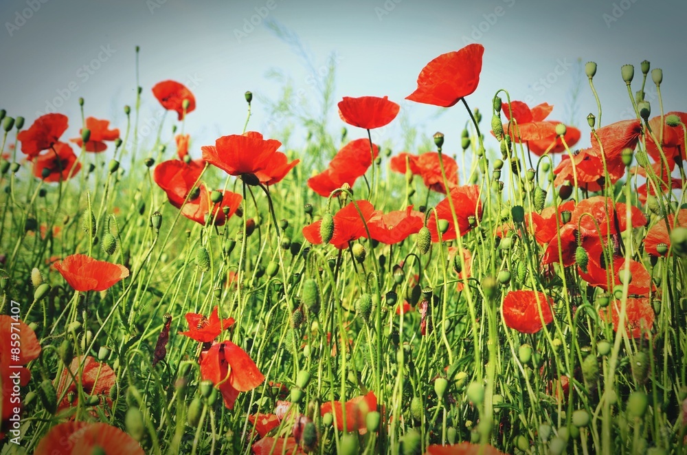 Obraz premium poppy flower