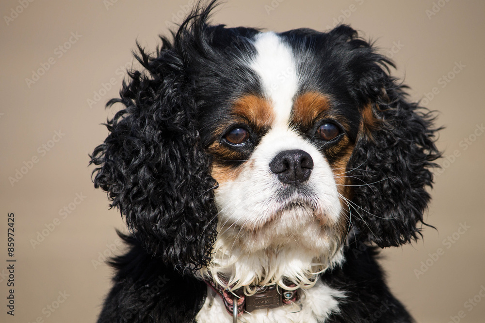 Female Cavalier King Charles Dog Breed, at the beach.