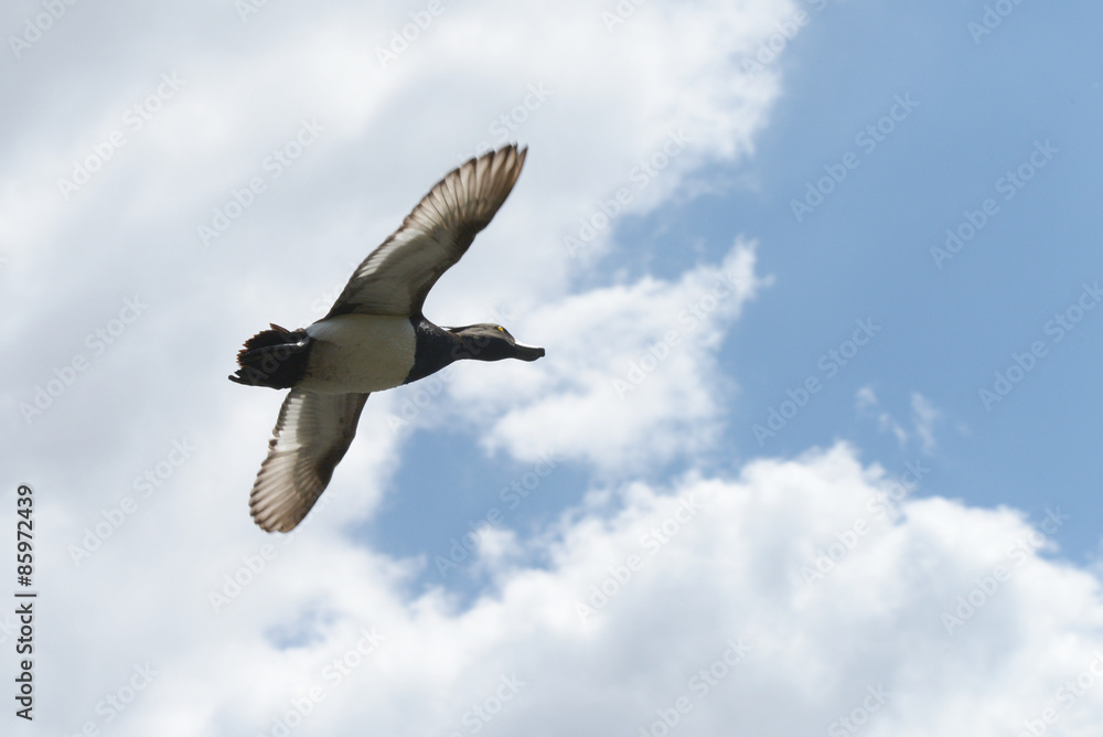 Fototapeta premium Tufted Duck - male in flight.
