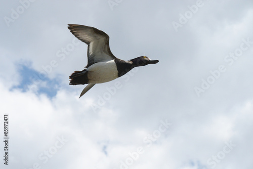 Tufted Duck - male in flight.