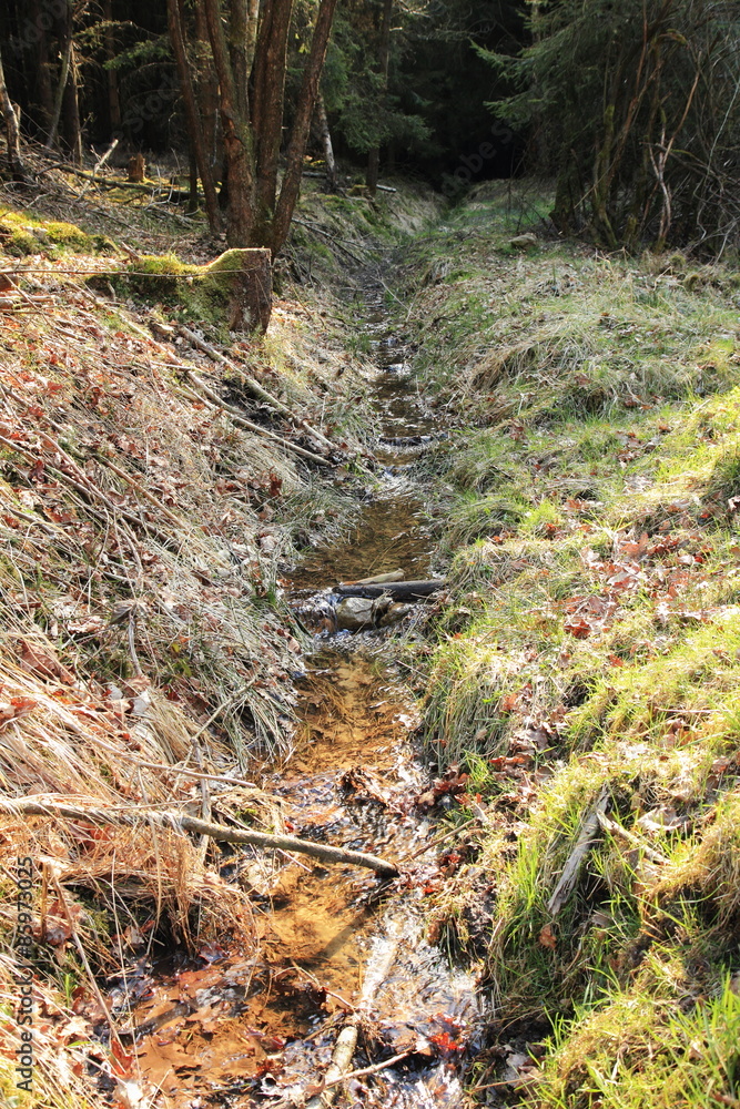Fototapeta premium Kleiner Bachlauf im Wald