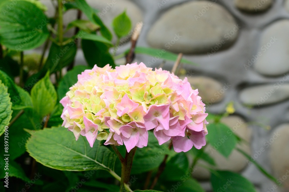 beautiful flowers beautiful flowers