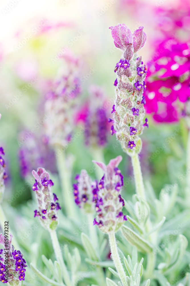 Beautiful lavandula stoechas flower. Beautiful lavandula stoechas flower.