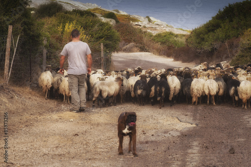 Le berger et son troupeau-Corse