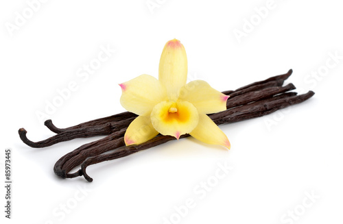 Vanilla pods with one yellow orchid.