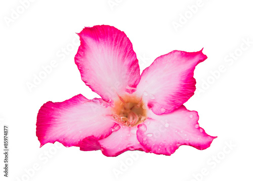 Pink Bignonia isolated on white background.