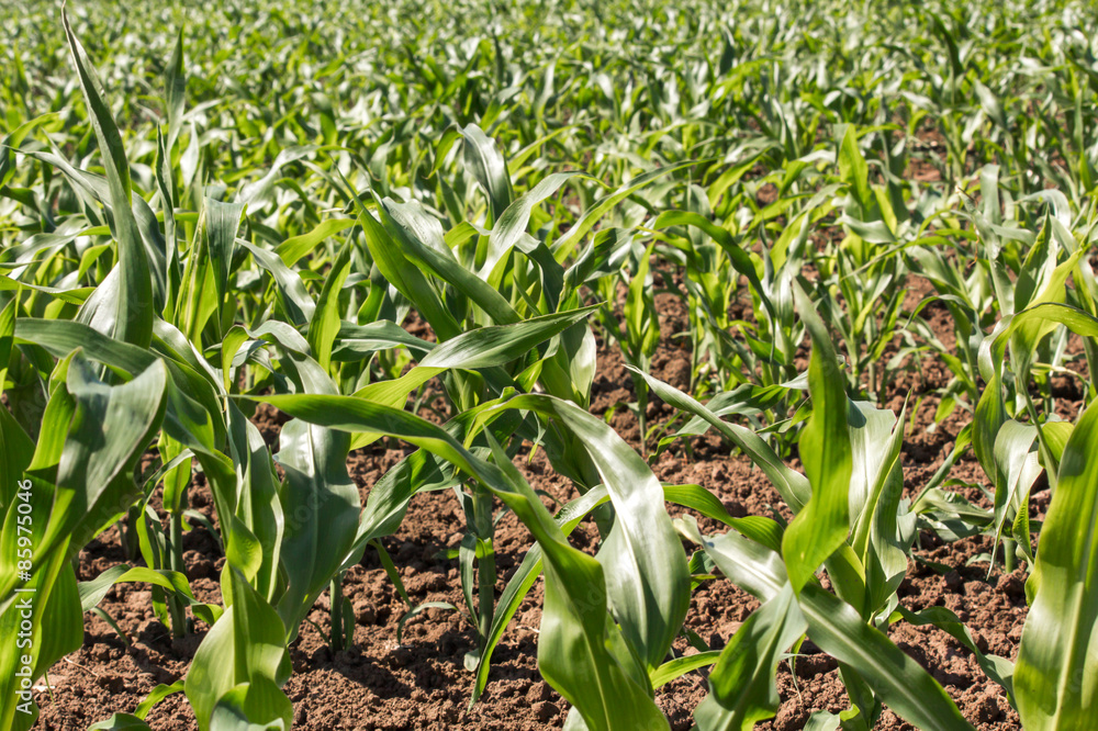 Fototapeta premium The Green Cornfield