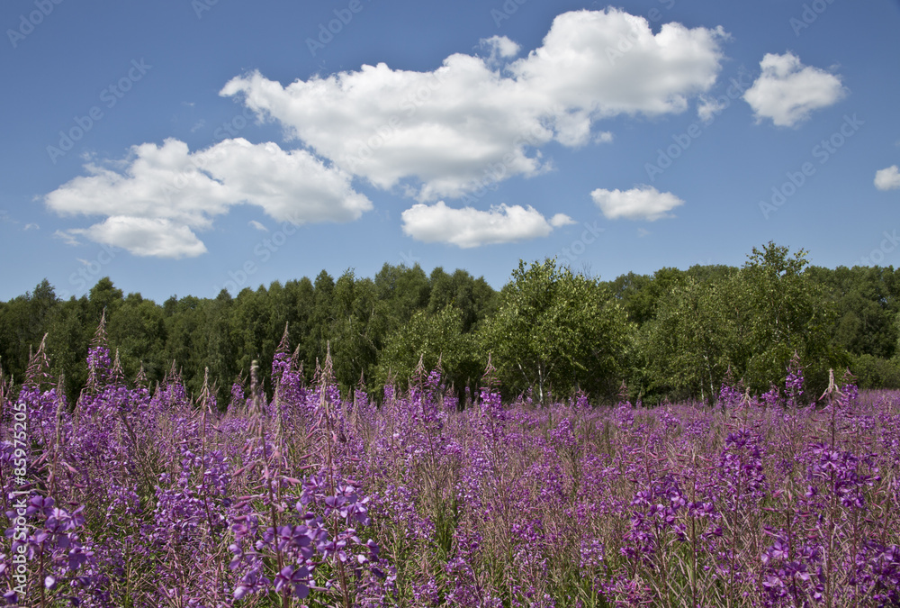 Fireweed flowers, sky, forest and clouds - this summer. Fireweed flowers, sky, forest and clouds - this summer.