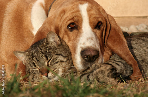 Dog and kitten love each other