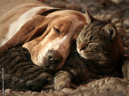Cat pillow, dog blanket #85975299