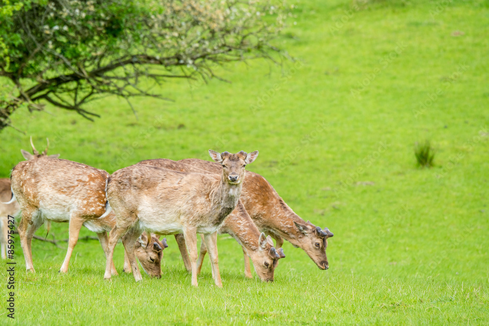 Deer herd on green grass Deer herd on green grass