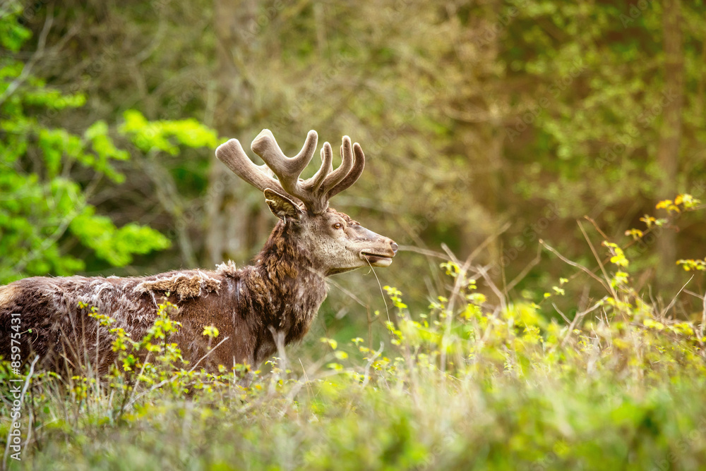 Fototapeta premium Deer on a meadow