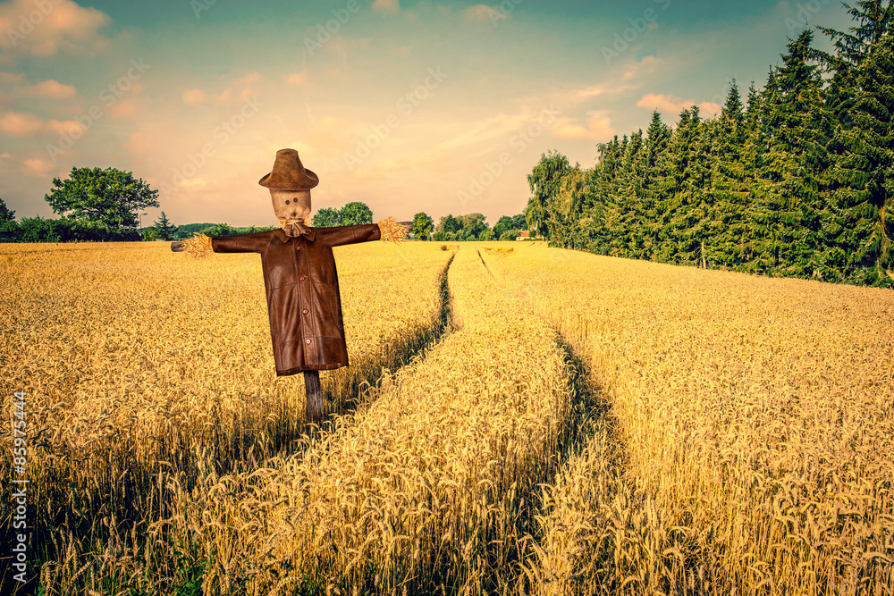 Fototapeta premium Scarecrow on a golden field
